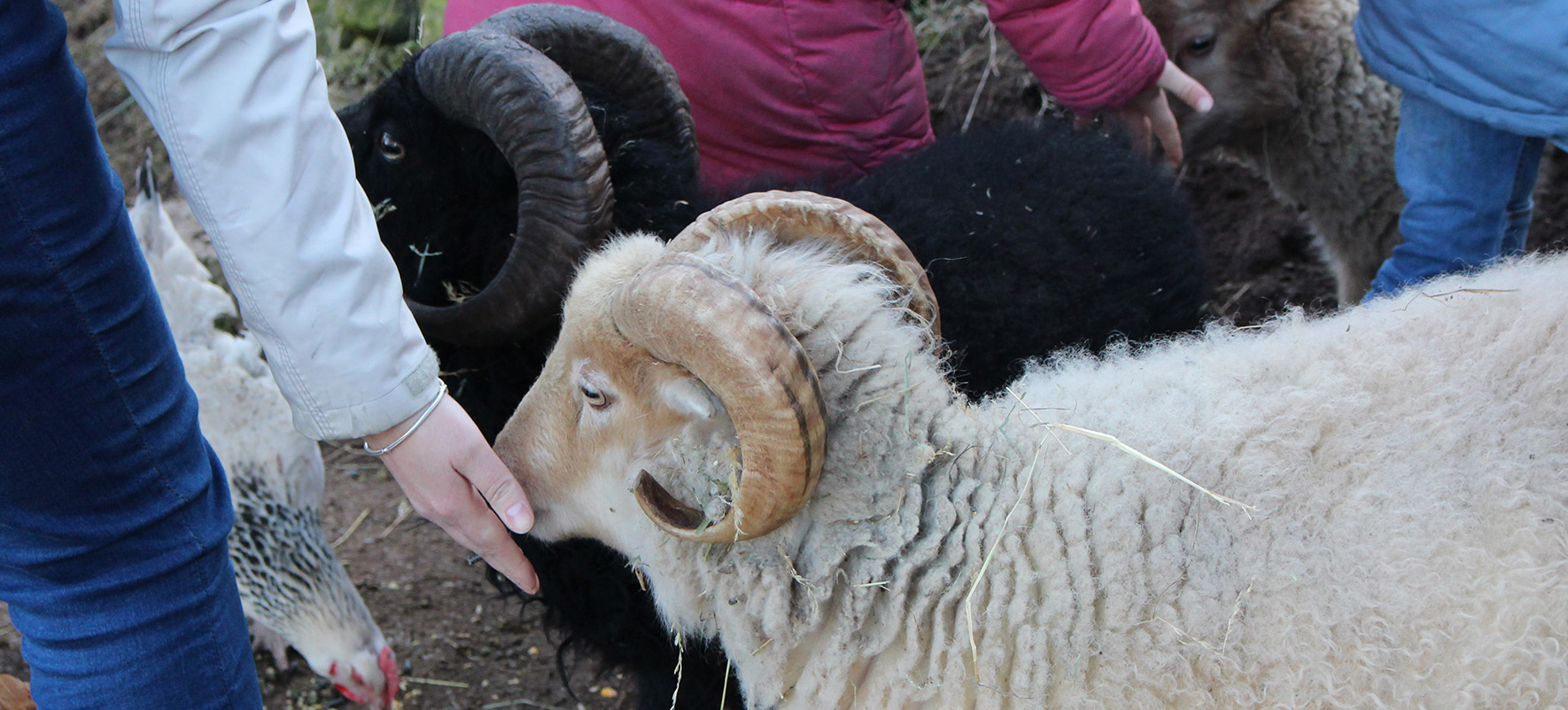 Les moutons d'Ouessant de la ferme nourrit lors d'une visite famille de la ferme