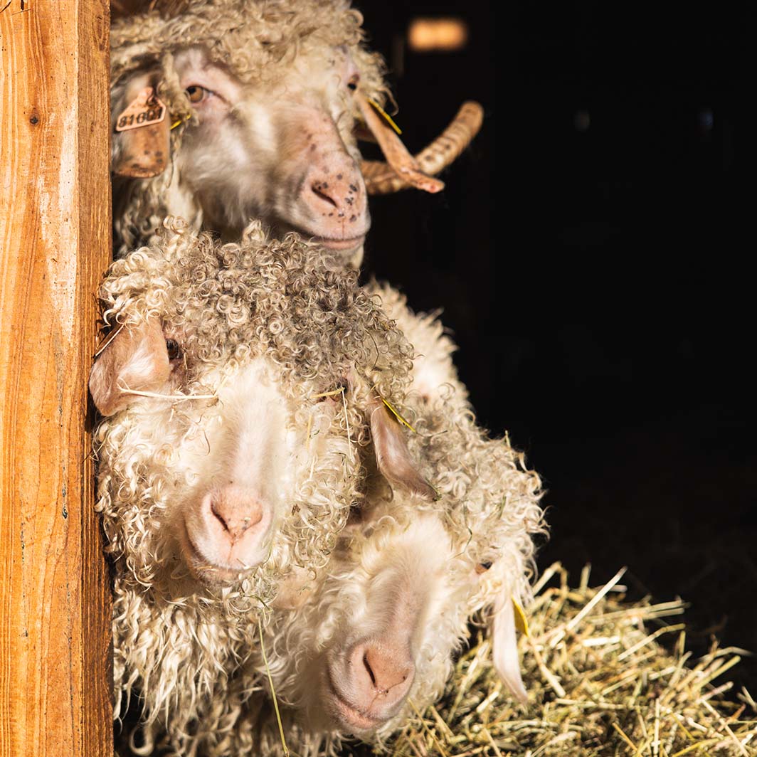 chèvres Angora une ferme à la Bassette élevage en Alsace