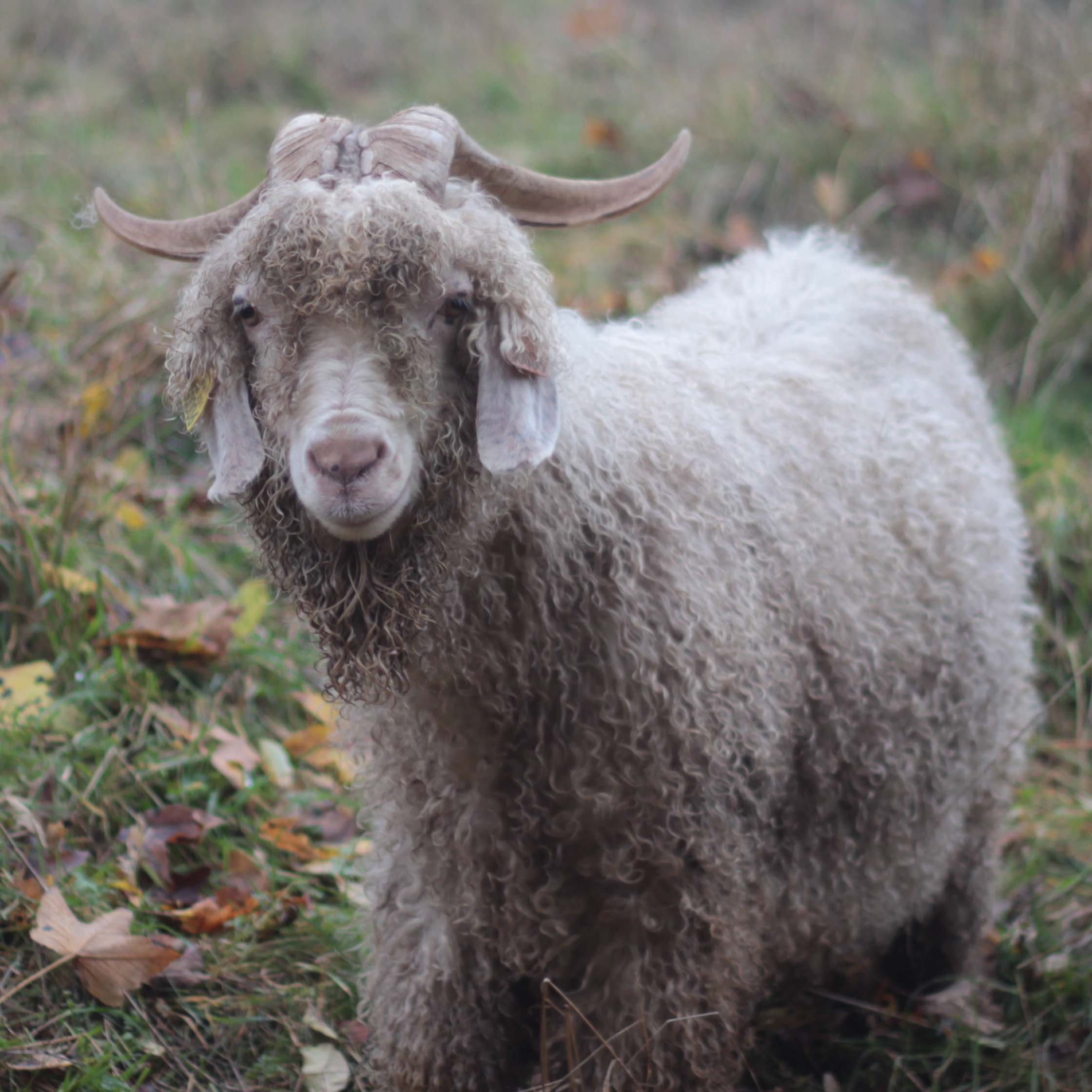 chèvres Angora une ferme à la Bassette élevage en Alsace