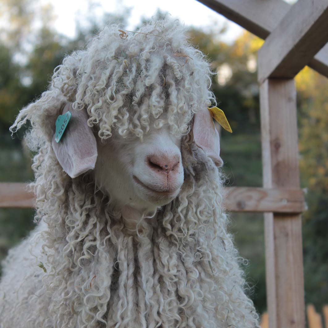 chèvres Angora une ferme à la Bassette élevage en Alsace