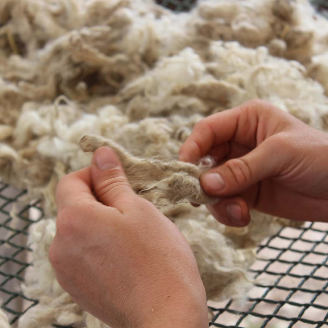 Une Ferme à la Bassette - élevage de chèvres Angora Fibre Mohair - Tri des toisons mohair