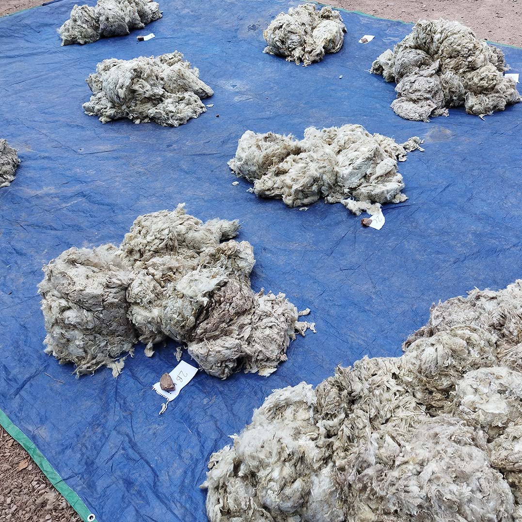 Toisons de chèvres Angora - Tri des toisons - Mohair - Une ferme à la Bassette élevage en Alsace