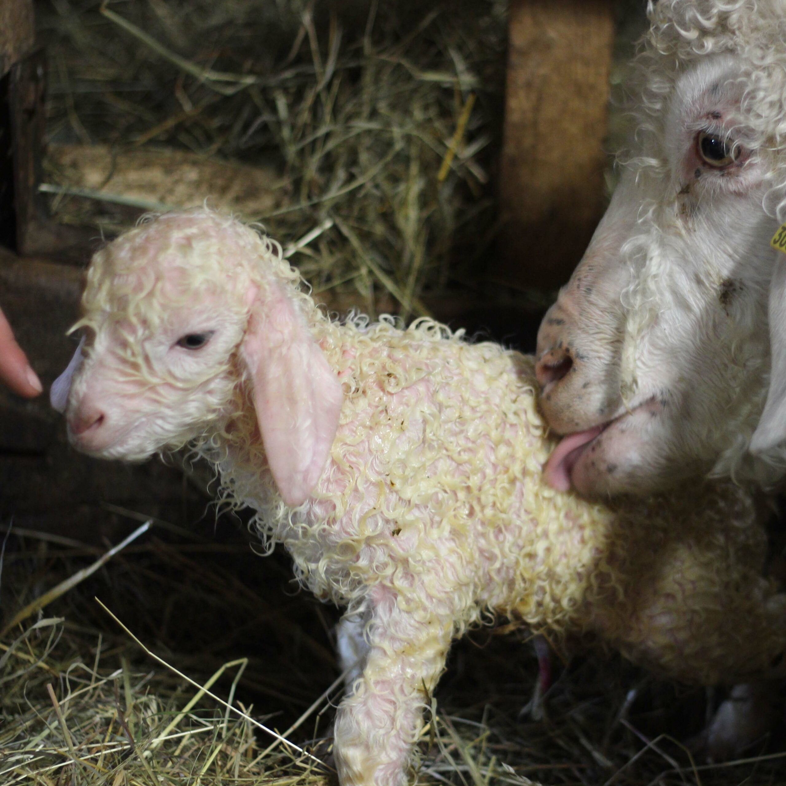 chèvres Angora une ferme à la Bassette élevage en Alsace
