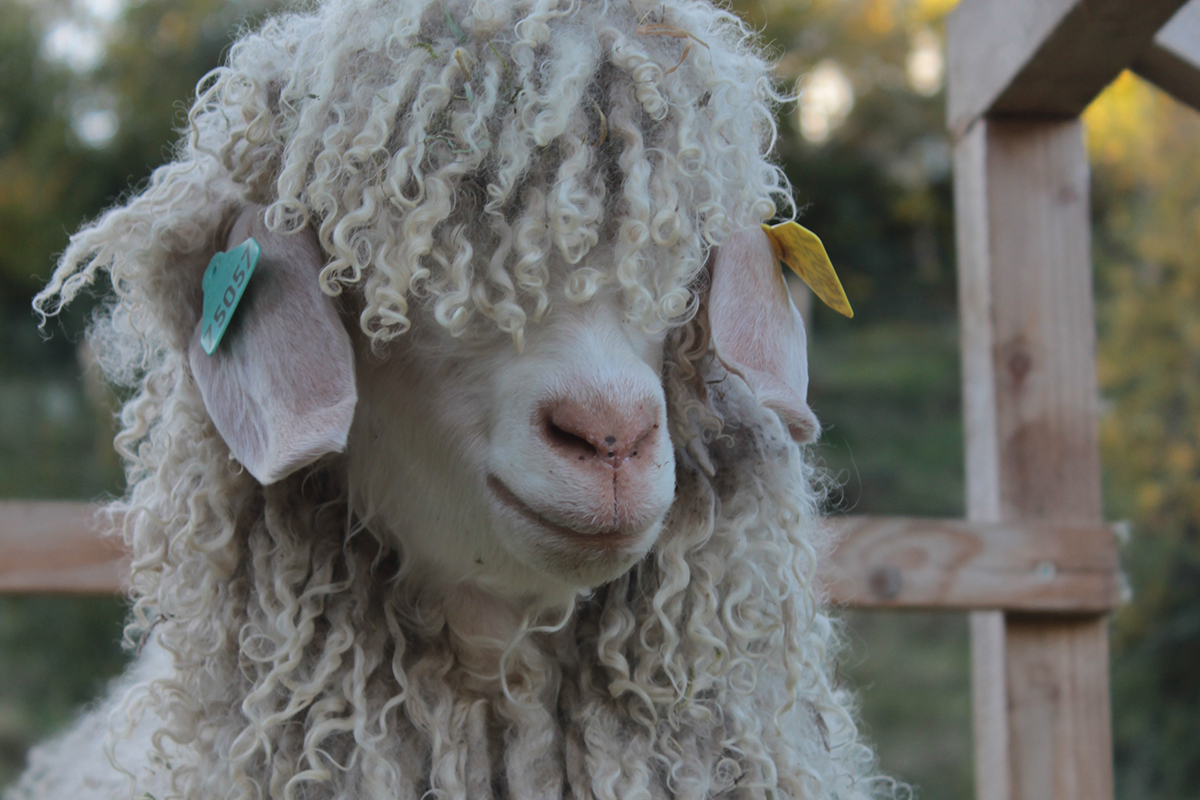 Une Ferme à la Bassette - chèvres Angora élevage en alsace - filière de transformation du mohair