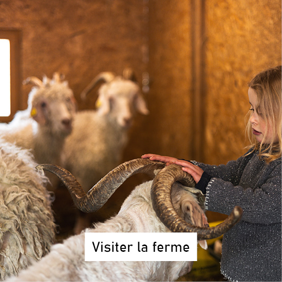 voir les chèvres angora - visite de la ferme alsace - une ferme à la bassette
